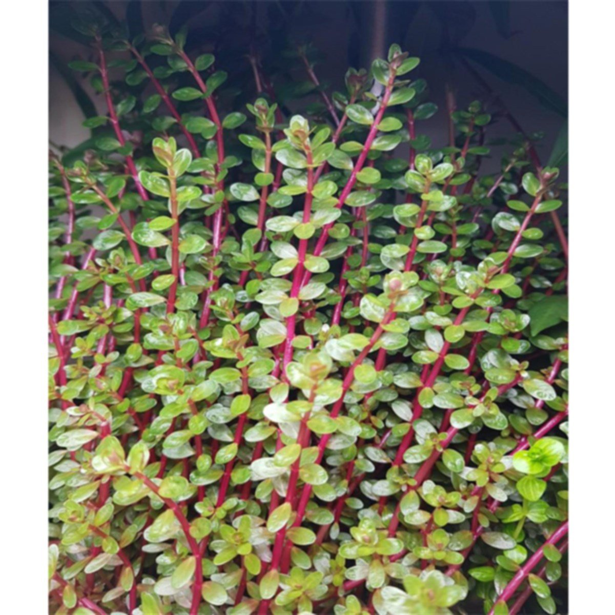 Rotala Blood Red EmersedRotala-Blood-Red-Emersed