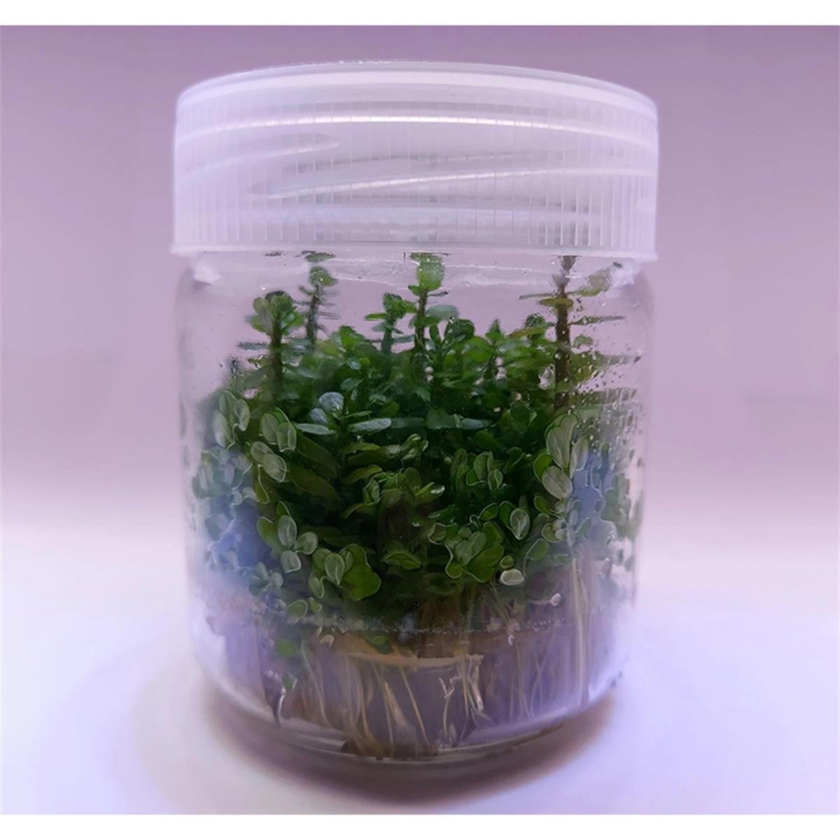 ROTALA BONSAİ IN VITRO 200 CC DEV KAVANOZR18