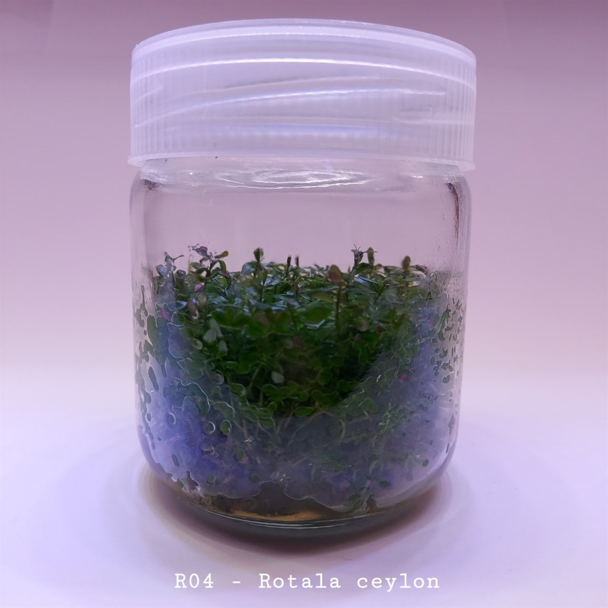 ROTALA CEYLON IN VITRO 200 CC DEV KAVANOZR04