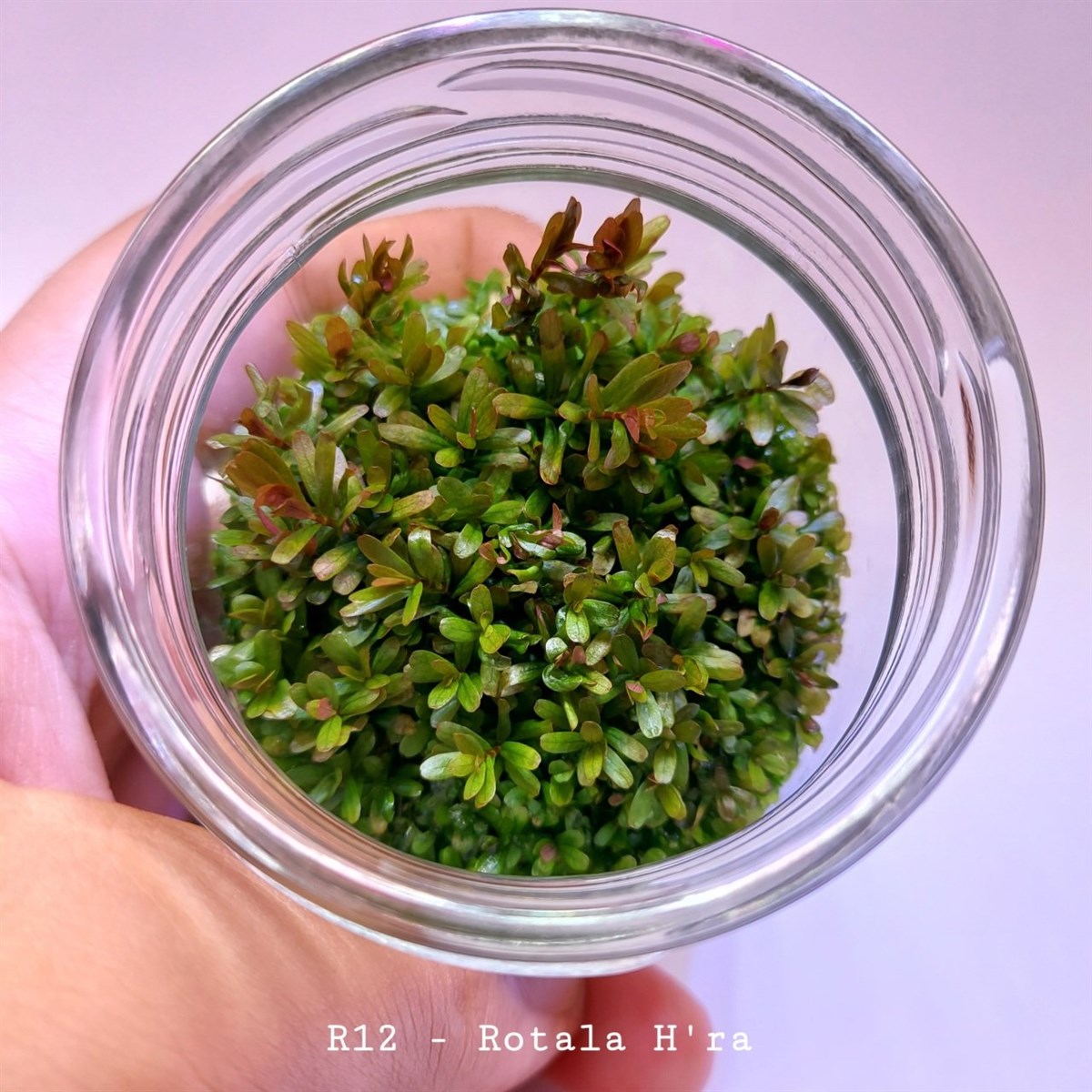 ROTALA H RA IN VITRO 200 CC DEV KAVANOZR12