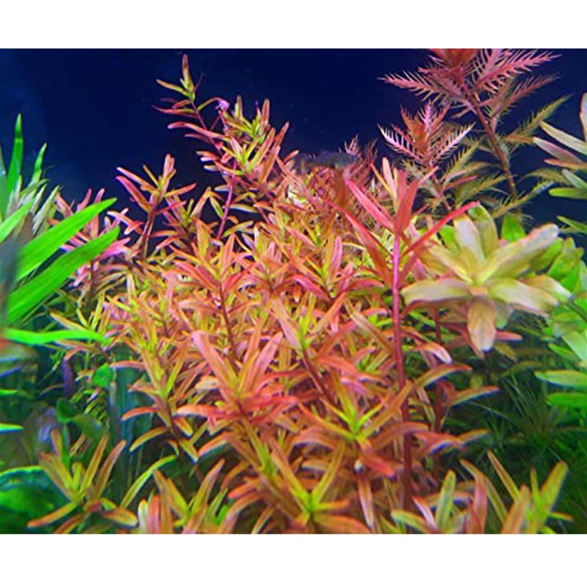 Rotala H'raSP1226