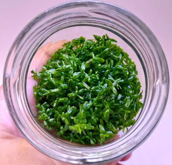 ROTALA INDICA GREEN IN VITRO 200 CC KAPR07
