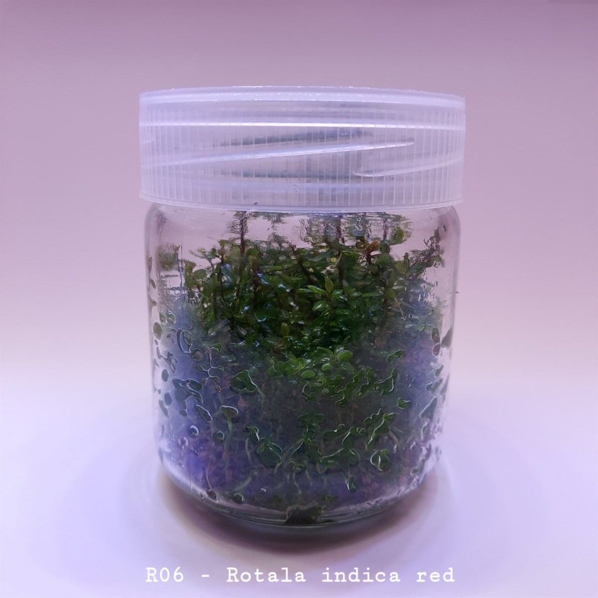 ROTALA İNDİCA RED IN VITRO 200 CC DEV KAVANOZR06