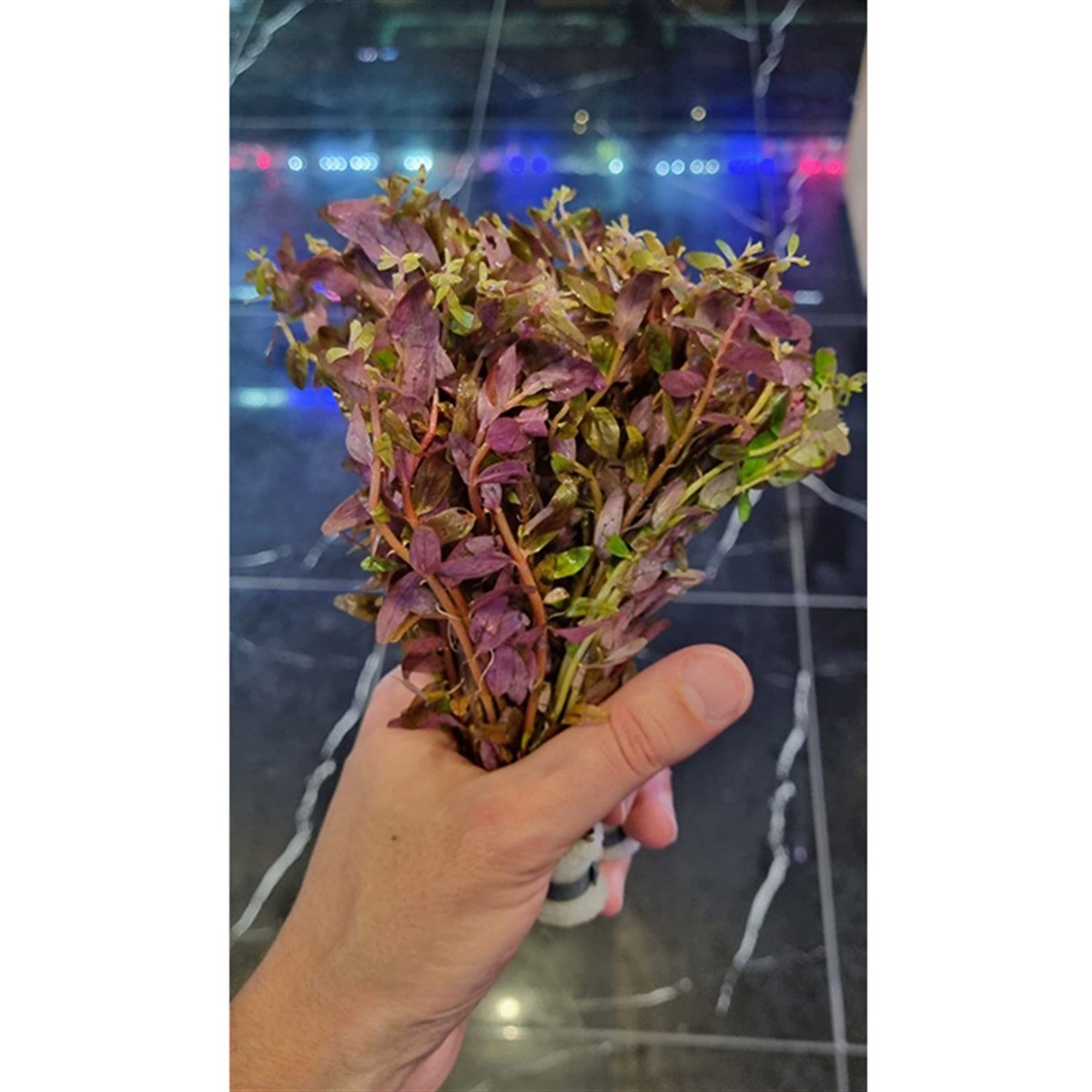 Rotala İndica3218