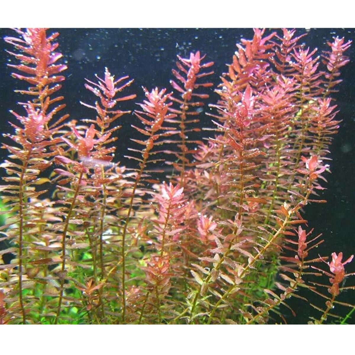 Rotala İndica3218