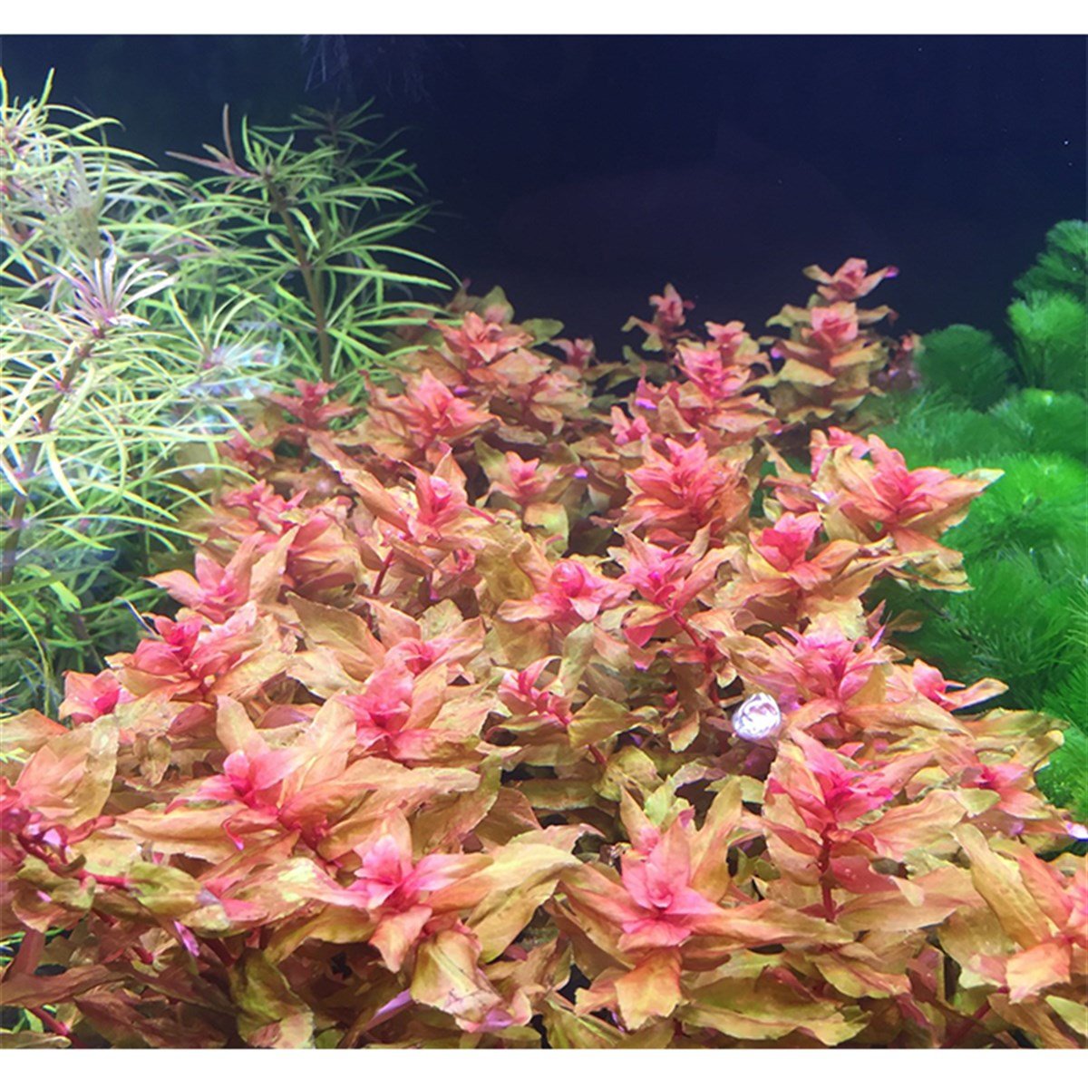Rotala macranda (submerge)GLB523