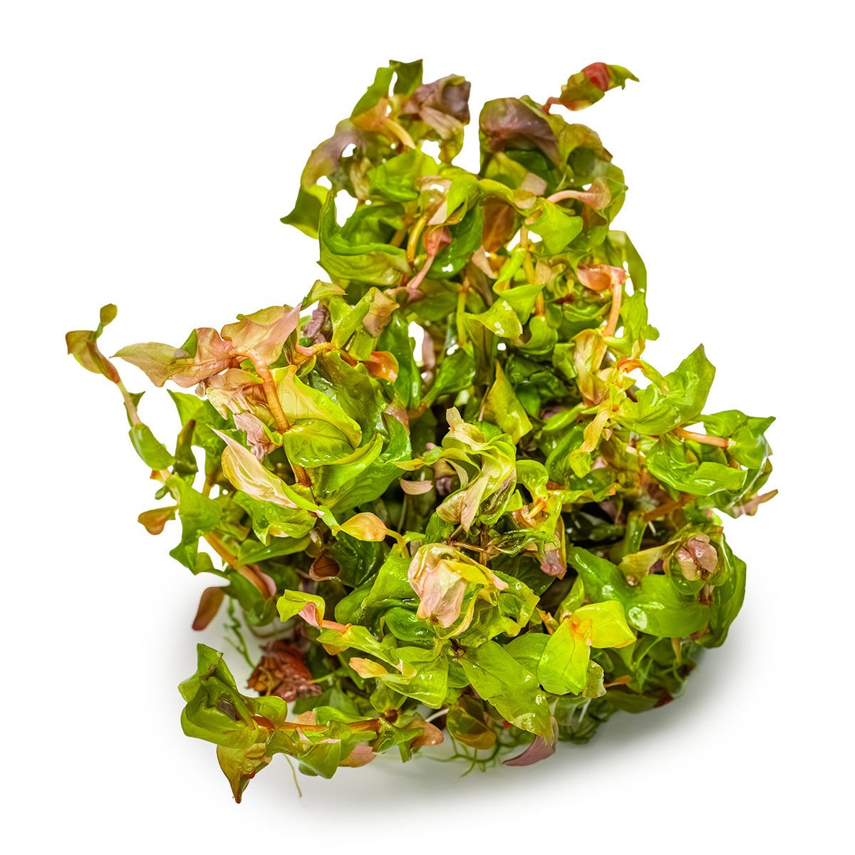 ROTALA MACRANDRA IN VITRO-TROPİCA032TC
