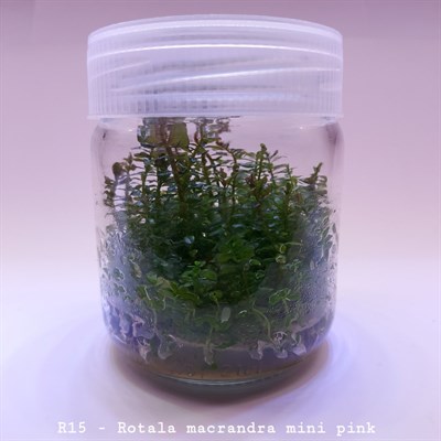 ROTALA MACRANDRA MİNİ PİNK IN VITRO  200 CC DEV KAVANOZ
