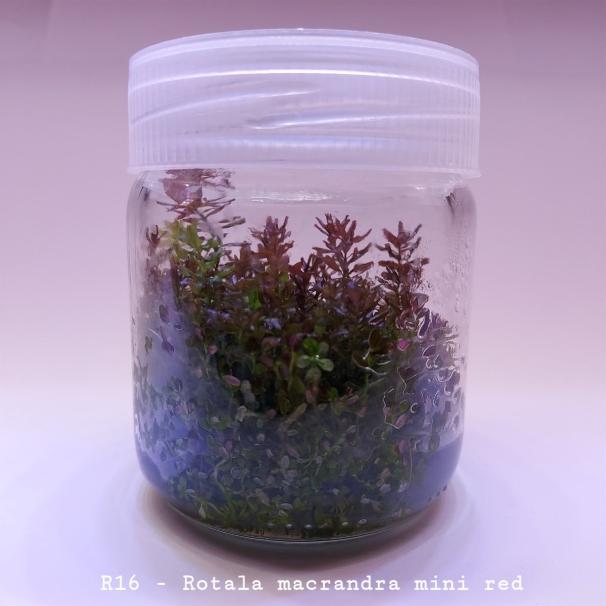 Rotala Macrandra Mini Red In VitroR16