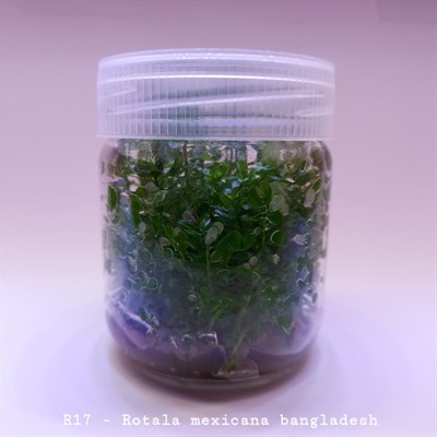 ROTALA MEXİCANA BANGLADESH IN VITRO 200 CC DEV KAVANOZ