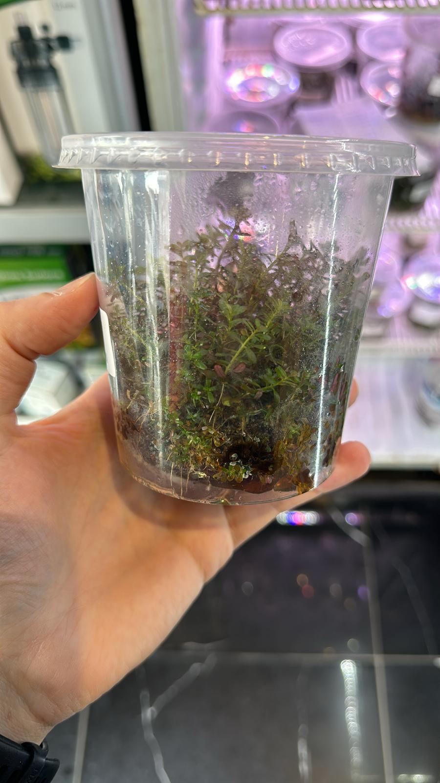 Rotala Orange Juice 500 CC IN VITRODEV PORSİYONR23CRB
