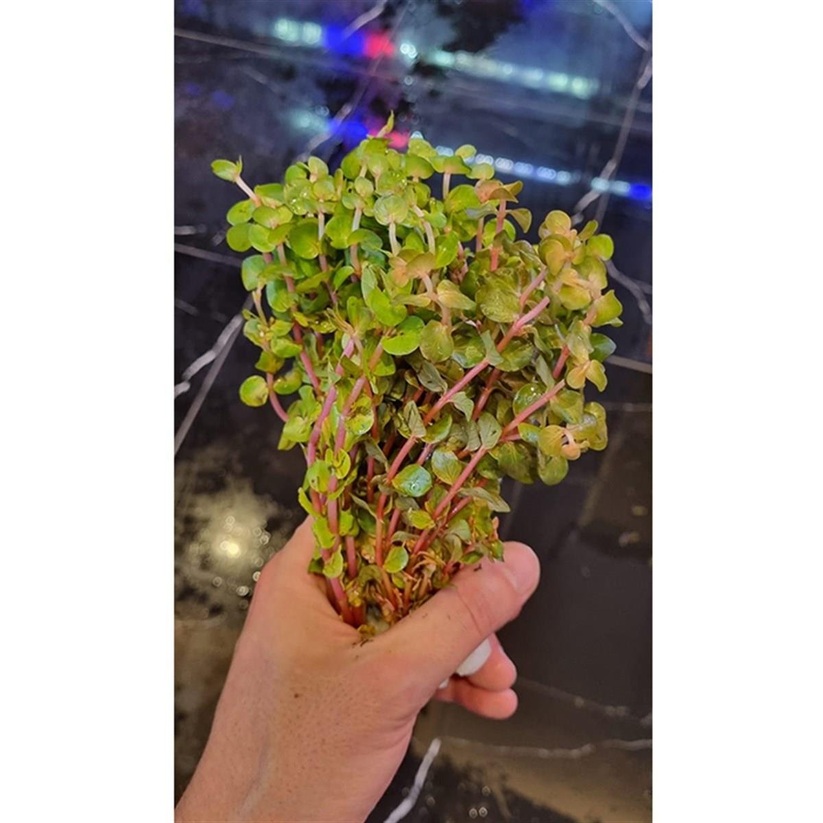 Rotala Orange Juice3227