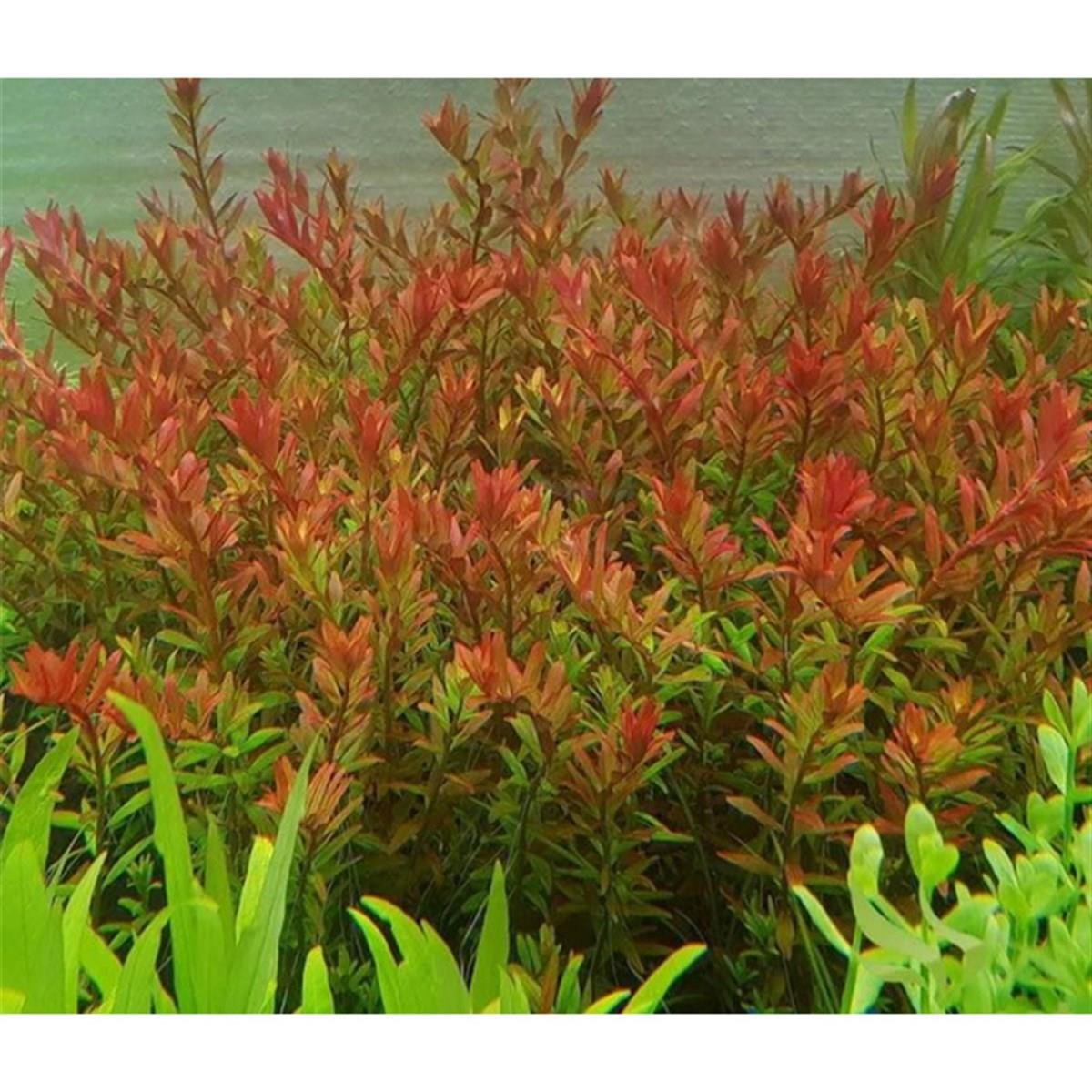 Rotala Orange Juice3227