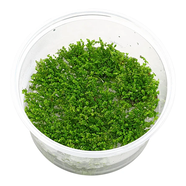 ROTALA PEARL IN VİTRO 200 CCR24