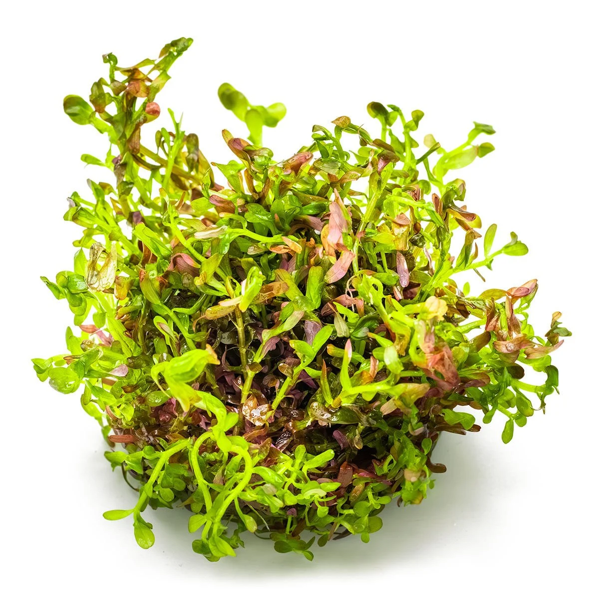 ROTALA ROTUNDİFOLİA  BLOOD RED  IN VITRO-TROPİCA032DTC