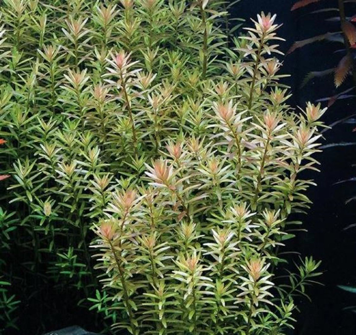Rotala Rotundifolia Canlı Bitki
