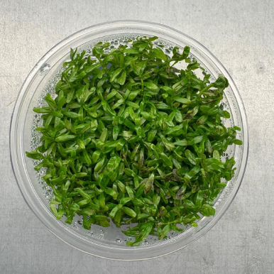 ROTALA ROTUNDIFOLIA GREEN 200CCr10
