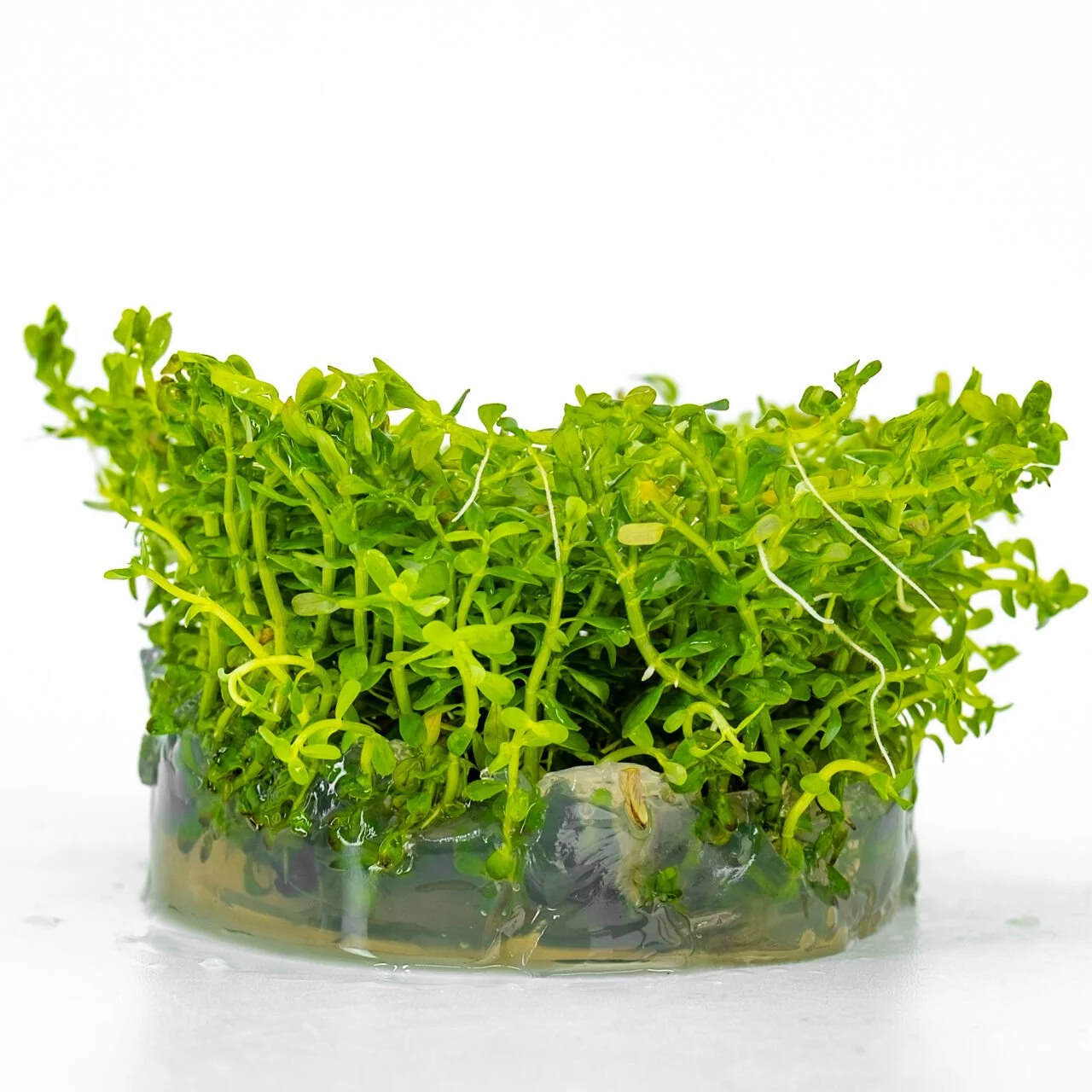 ROTALA ROTUNDİFOLİA  GREEN  IN VITRO-TROPİCA033ATC