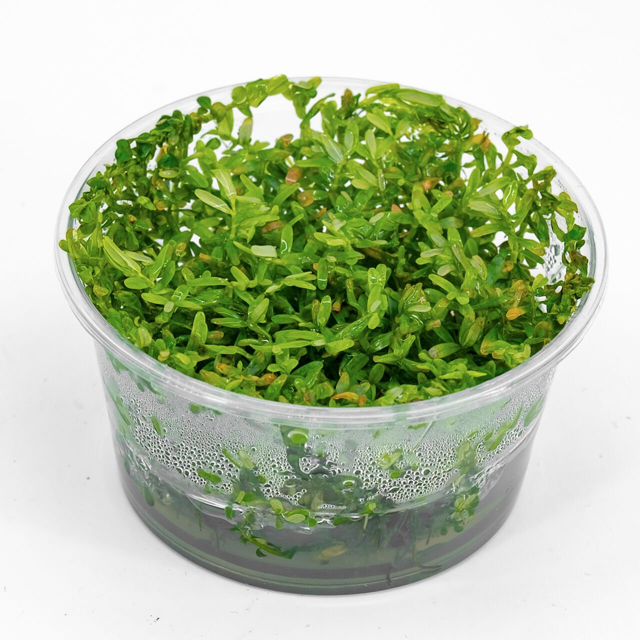 ROTALA ROTUNDİFOLİA  GREEN  IN VITRO-TROPİCA033ATC