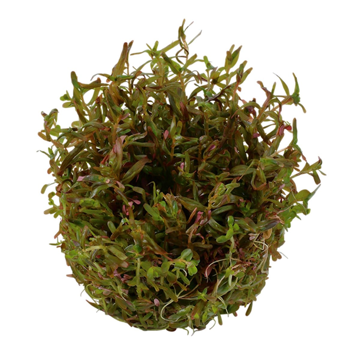 Rotala rotundifolia 'H'ra' (İn Vitro)032CTC