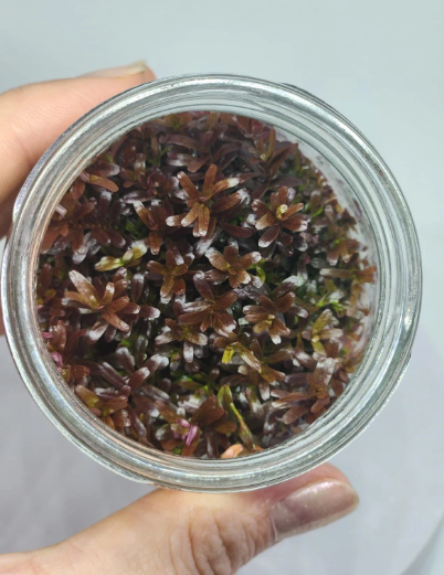 ROTALA SP. VİETNAM IN VITRO 200 CC KAPR25