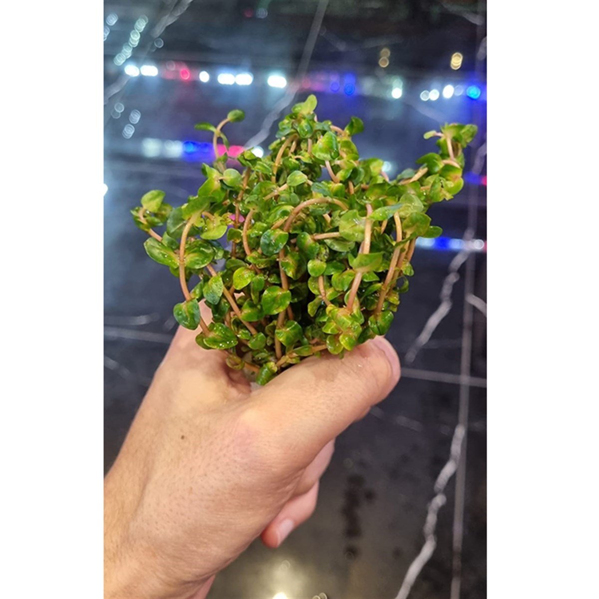 Rotala Sp. Pearl3220