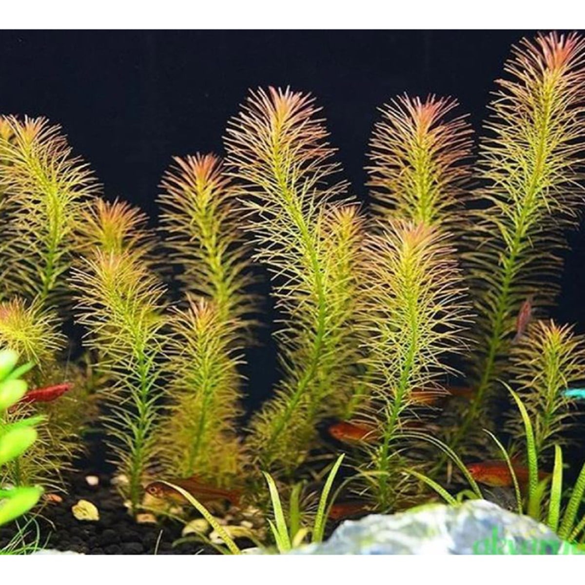 Rotala Wallichii Long Leaf3229