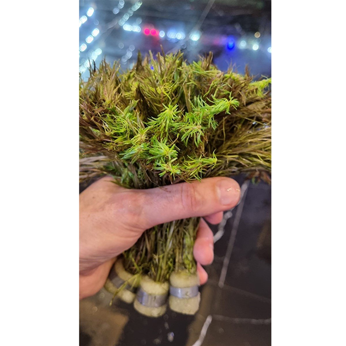 Rotala Wallichii Long Leaf3229