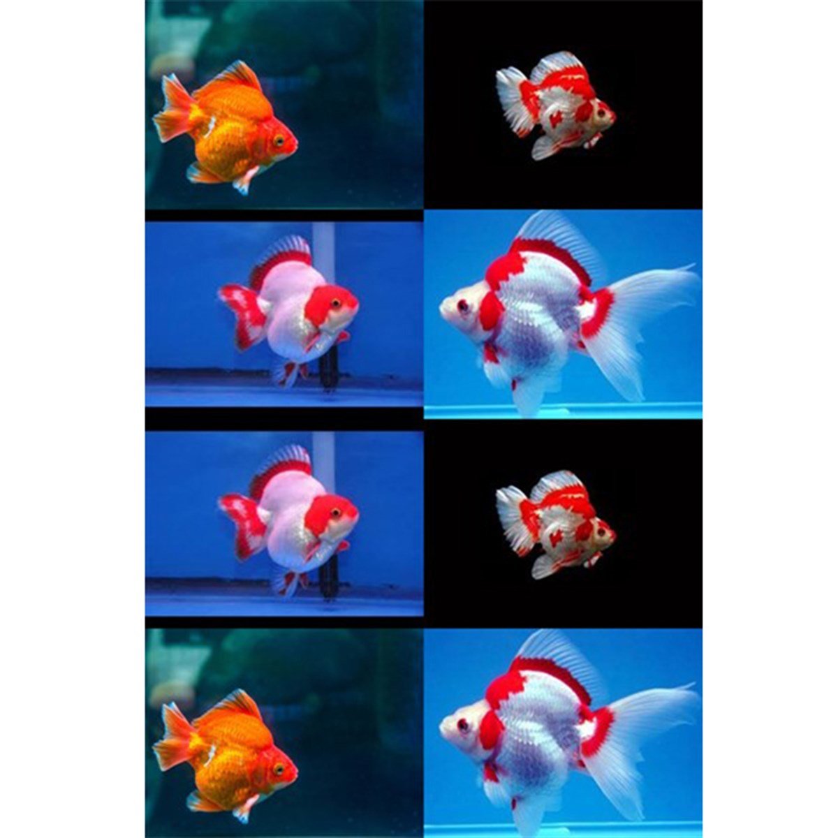 Ryukin Japon Balıklarıcanlı-441