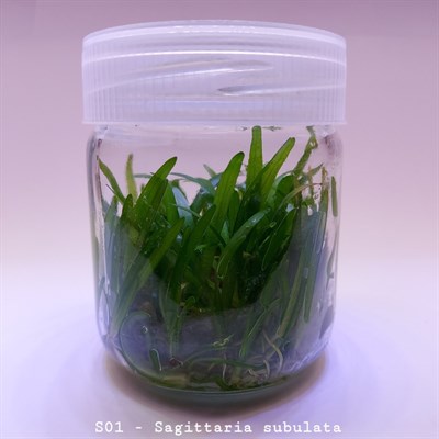 Sagittaria subulata IN VITRO 200 CC DEV KAVANOZ