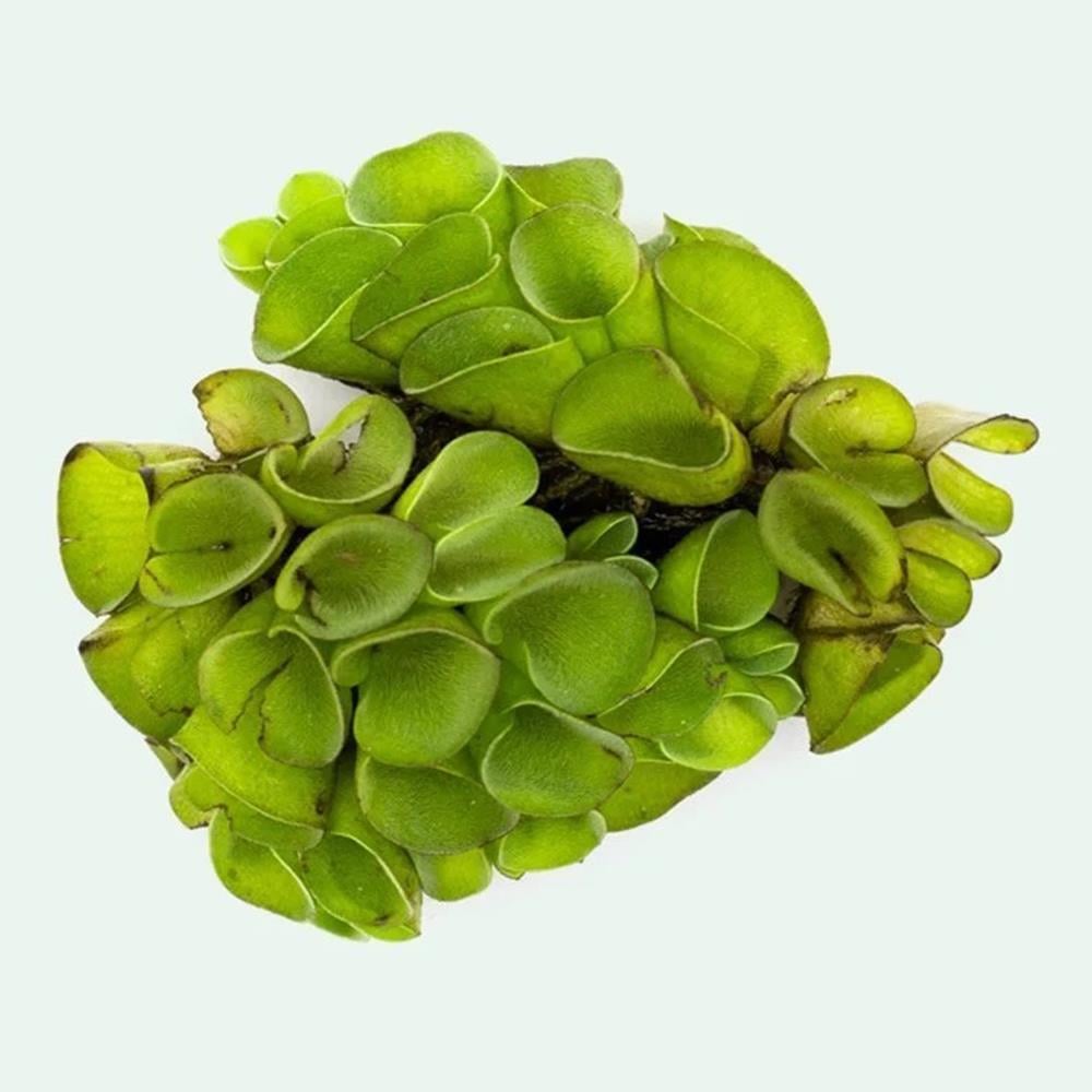 Salvinia AuriculataSP1236A