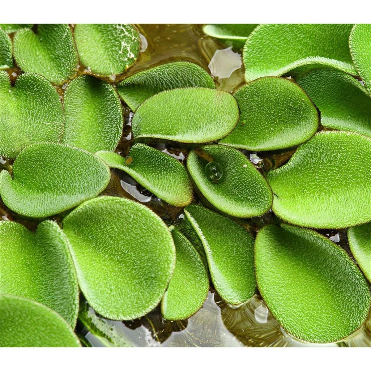 Salvinia MinimaSP1236A