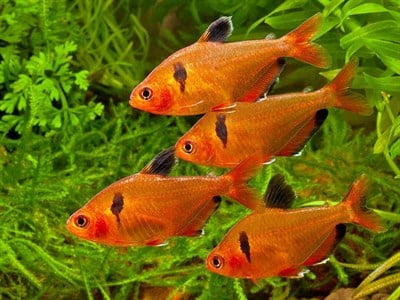 SARPAE TETRA BALIKLARI