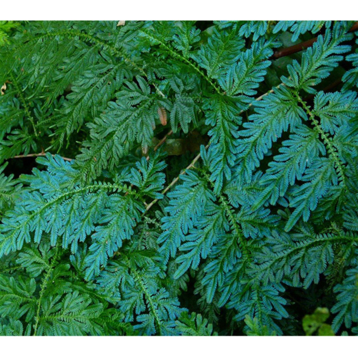 Selaginella willdenowiiGLB573