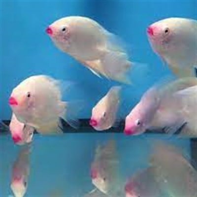 SEVERUM CİKLET BALIKLARI