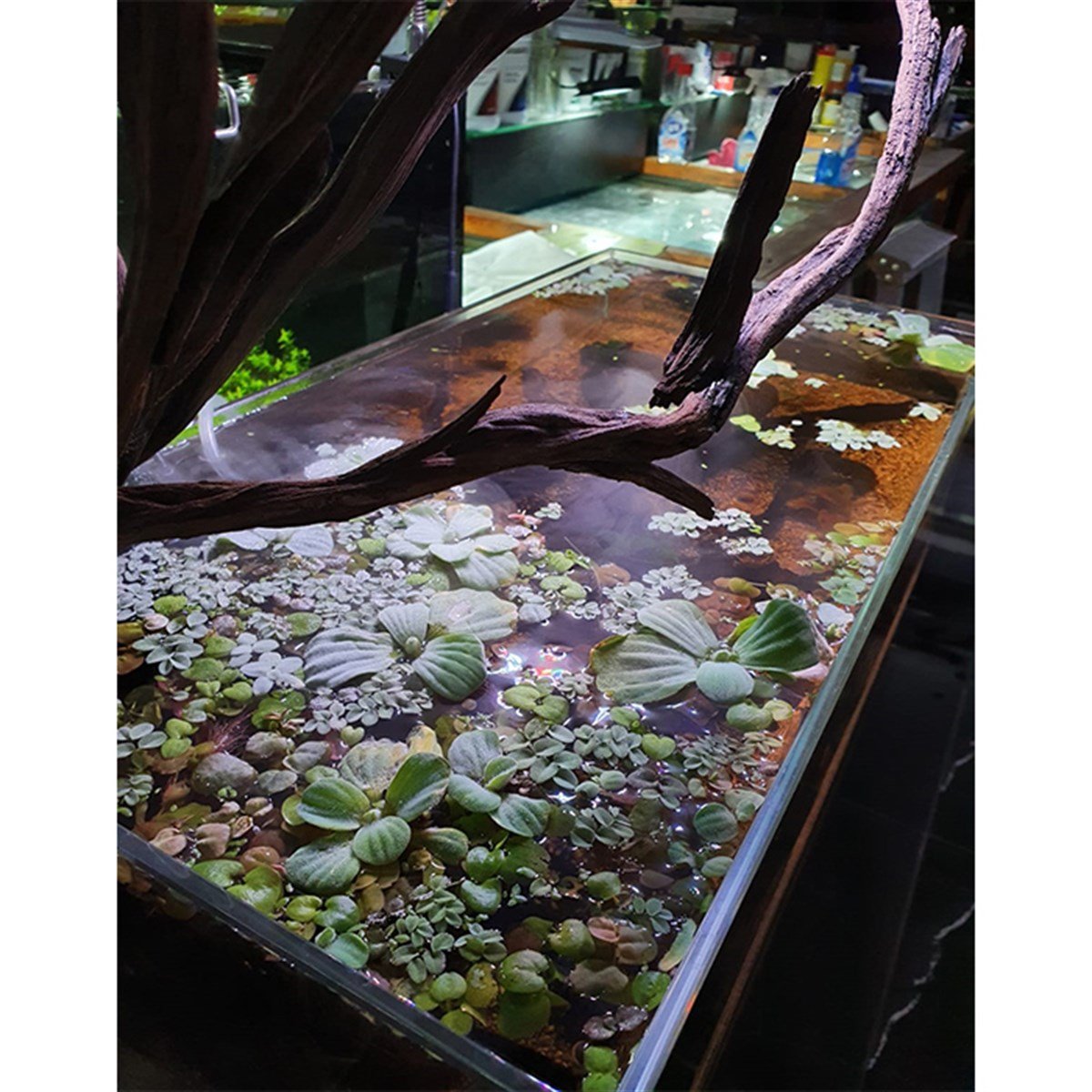 Shallow Akvaryum ModeliTasarım22