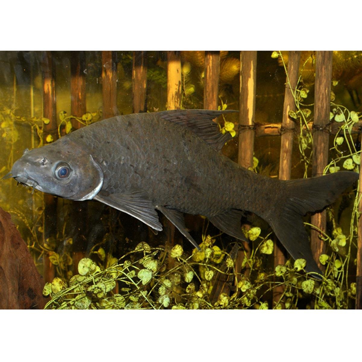 SİYAH LABEO BALIKLARIcanlı-298