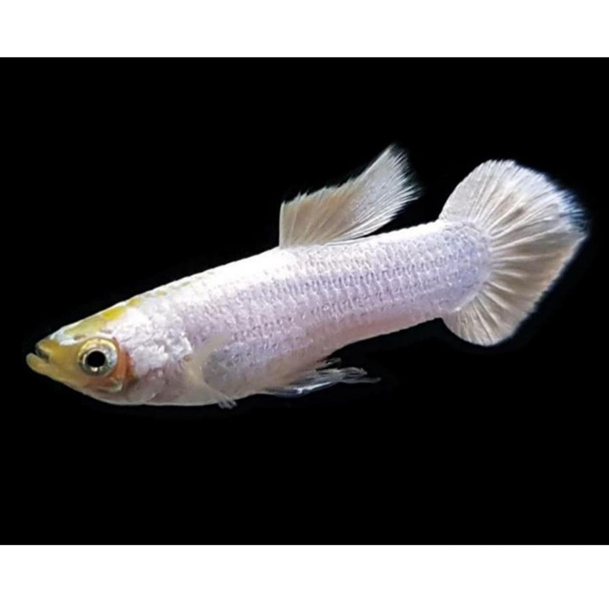 SNOW WHİTE LEPİSTEScanlı-385