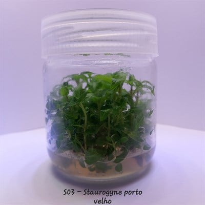 STAUROGYNE PORTO VELHO IN VITRO 200 CC DEV KAVANOZ