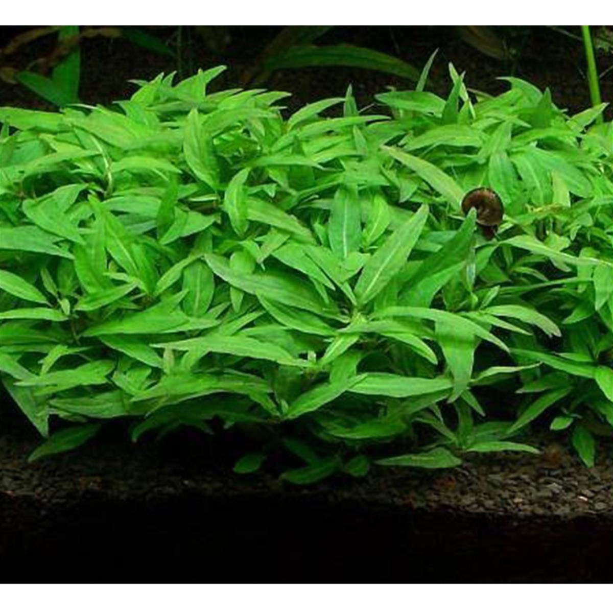 STAUROGYNE PORTO VELHO IN VITRO 200 CC DEV KAVANOZS03