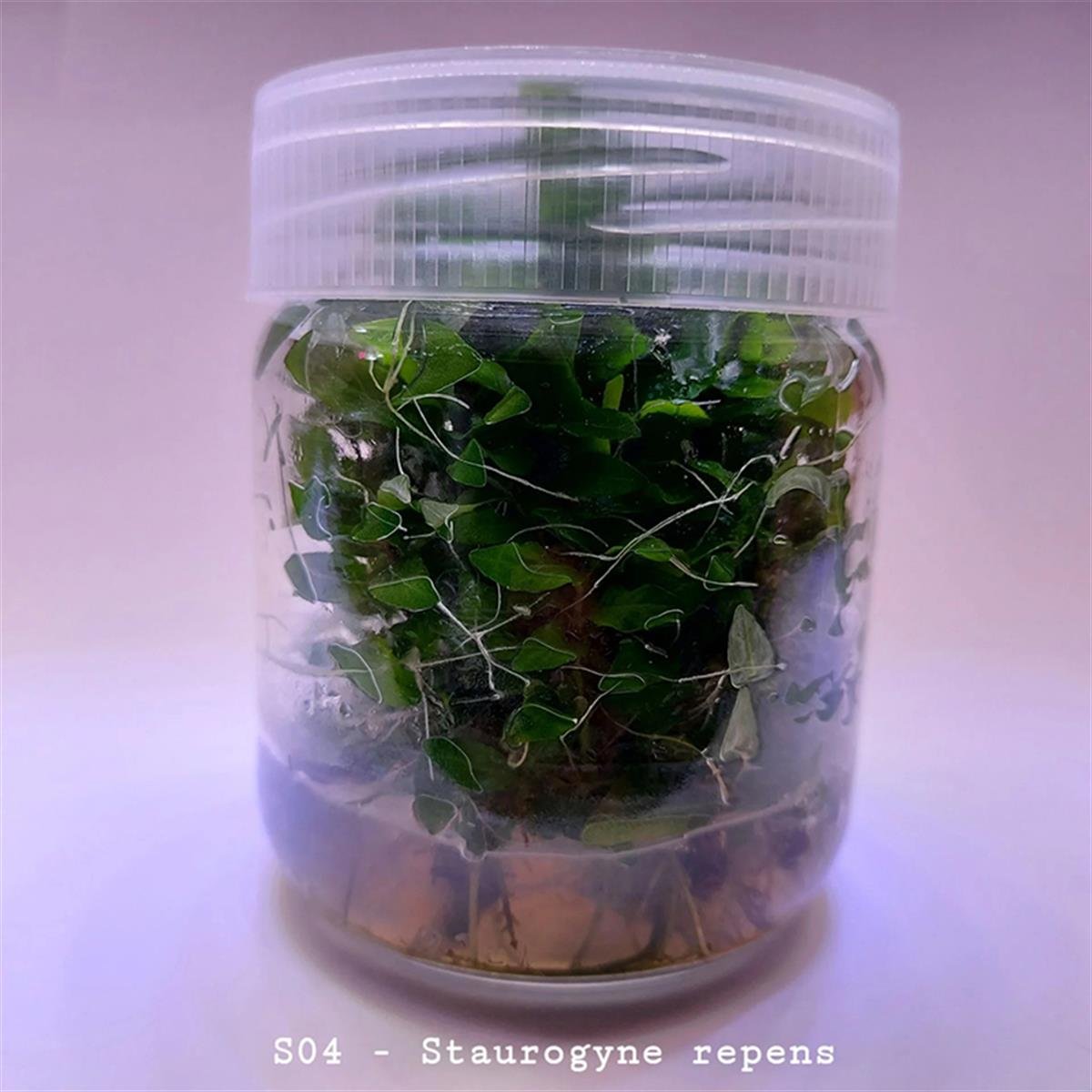 STAUROGYNE REPENS IN VITROS04