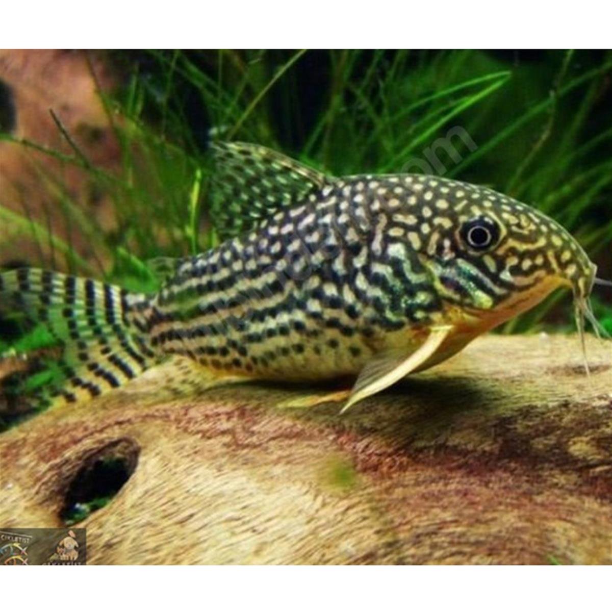 STERBAI ÇÖPÇÜ BALIKLARIcanlı-301