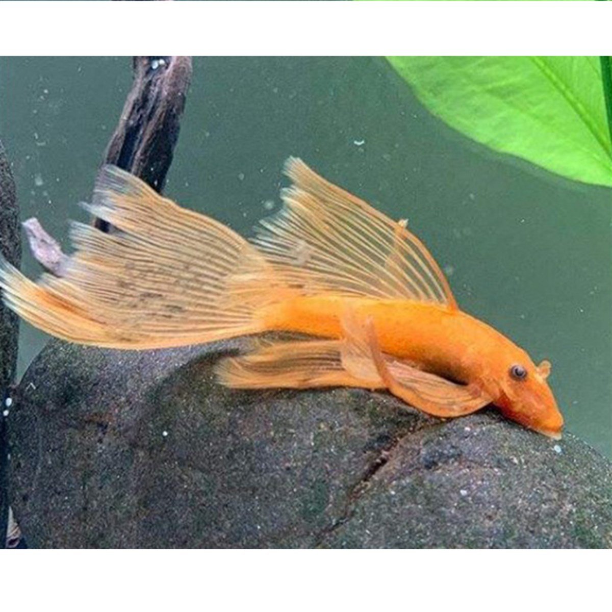 Süper Red Tül Kuyruk Cüce Vatozcanlı-4414