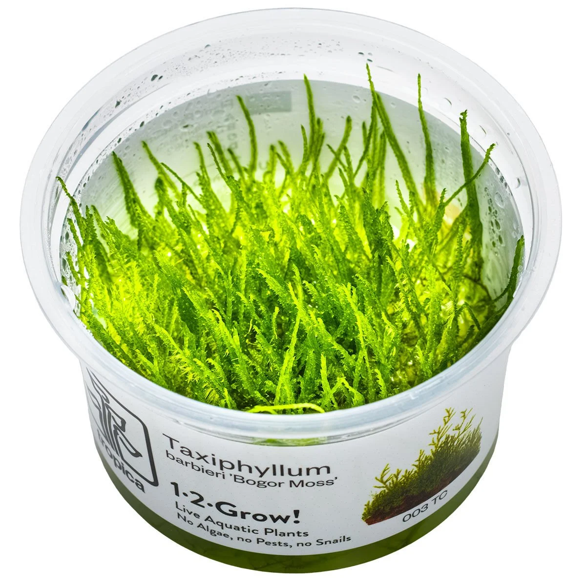 TAXİPHYLLUM BARBİERİ  BOGOR MOSS  IN VITRO-TROPİCA003TC