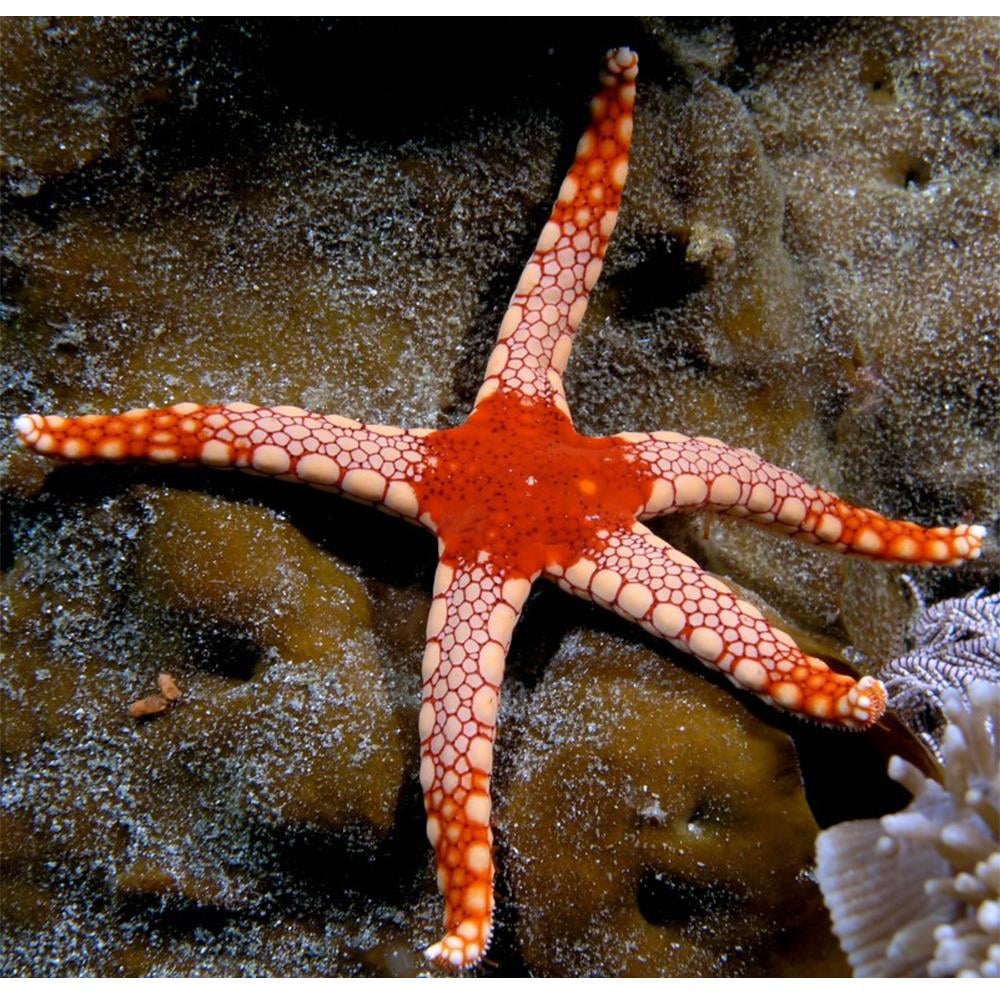 Tiled Sea Starcanlı-434