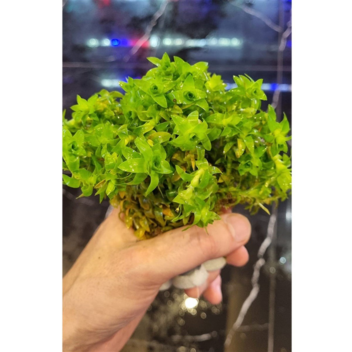 Tonina Fluviatilis3250