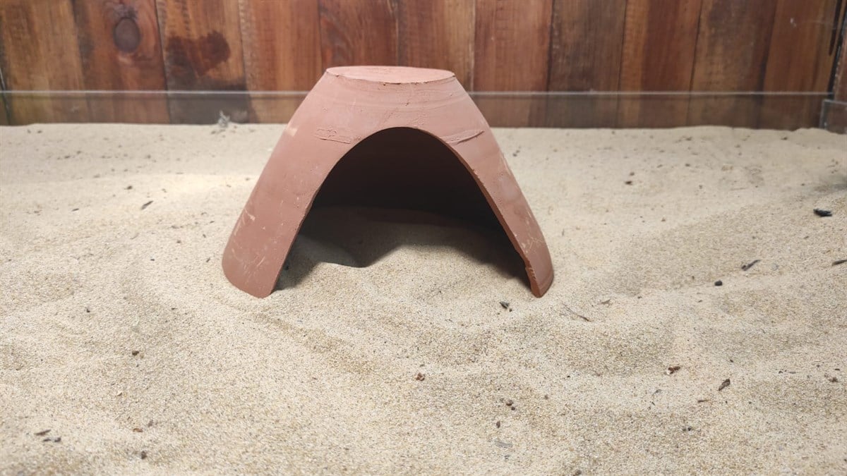 Tropheus Ciklet Aşk Küpü YavrulukTropheusCikletAşkKüpüYavruluk