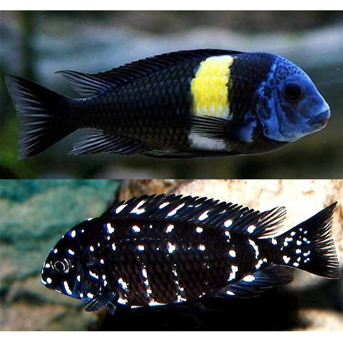 TROPHEUS DUBOİSİ MASWA BALIKLARIcanlı-70