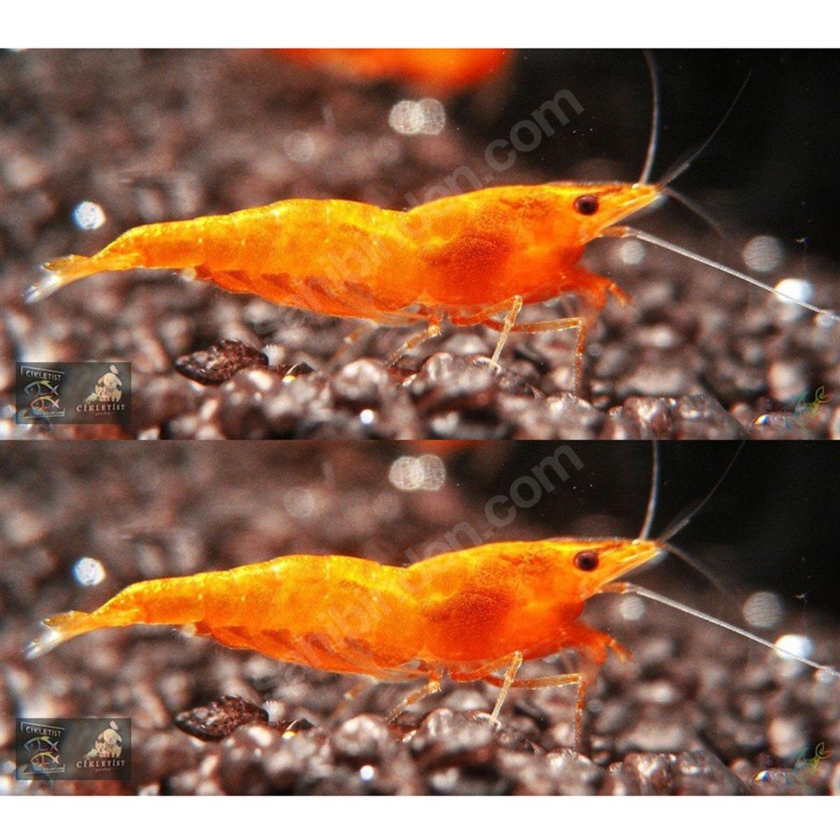 TURUNCU SAKURA KARİDEScanlı-311