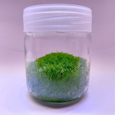 UTRİCULARİA GRAMİNİFOLİA IN VITRO